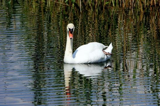 Höckerschwan NSG See am Goldberg Heusenstamm 2016