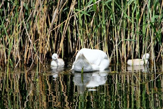 Höckerschwan mit Jungtier NSG See am Goldberg Heusenstamm 2016