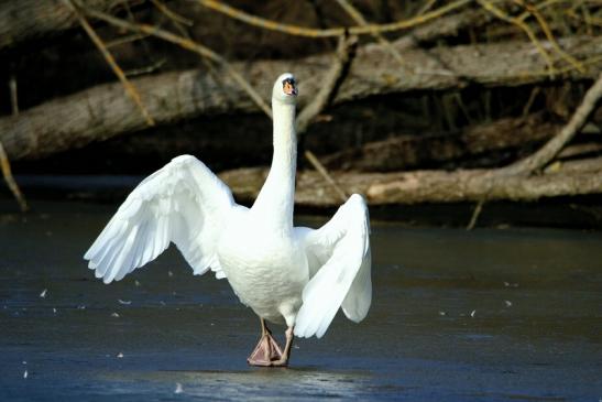 Höckerschwan Mönchbruchweiher Winter NSG Mönchbruch 2017