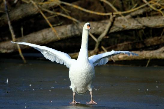 Höckerschwan Mönchbruchweiher Winter NSG Mönchbruch 2017