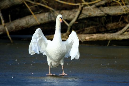 Höckerschwan Mönchbruchweiher Winter NSG Mönchbruch 2017