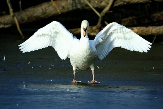 Höckerschwan Mönchbruchweiher Winter NSG Mönchbruch 2017