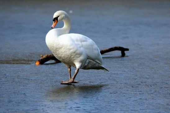 Höckerschwan Mönchbruchweiher Winter NSG Mönchbruch 2017