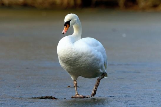 Höckerschwan Mönchbruchweiher Winter NSG Mönchbruch 2017