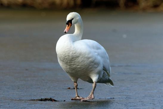 Höckerschwan Mönchbruchweiher Winter NSG Mönchbruch 2017