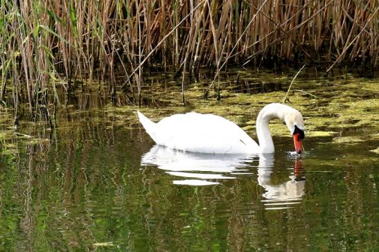 Höckerschwan NSG See am Goldberg Heusenstamm 2020