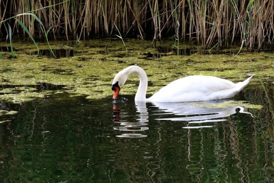 Höckerschwan NSG See am Goldberg Heusenstamm 2020