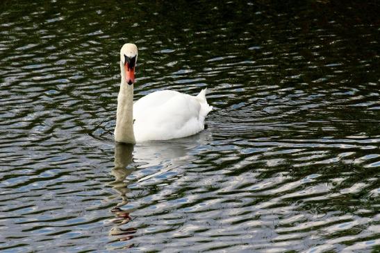 Höckerschwan NSG See am Goldberg Heusenstamm 2020