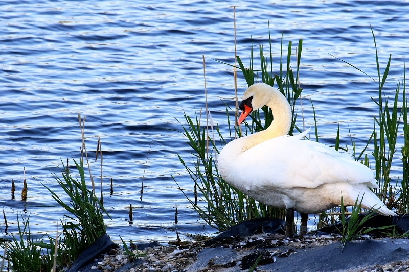 Höckerschwan NSG See am Goldberg Heusenstamm 2020