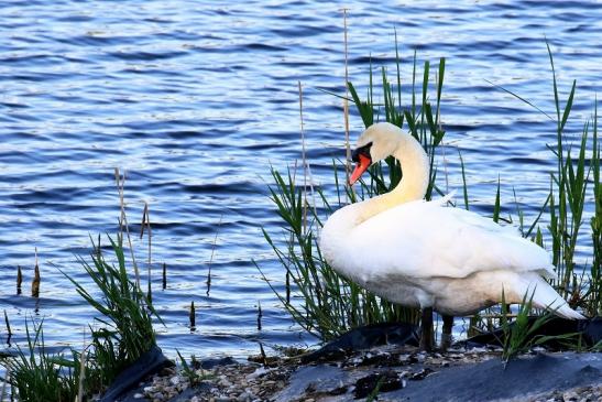 Höckerschwan NSG See am Goldberg Heusenstamm 2020