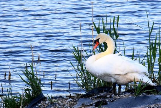 Höckerschwan NSG See am Goldberg Heusenstamm 2020