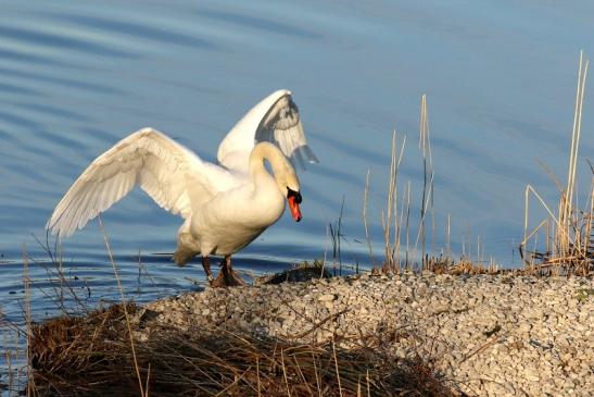 Höckerschwan NSG See am Goldberg März 2021