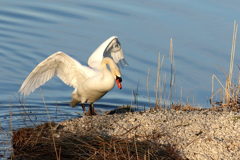 Höckerschwan NSG See am Goldberg 2021