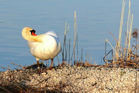 Höckerschwan NSG See am Goldberg März 2021