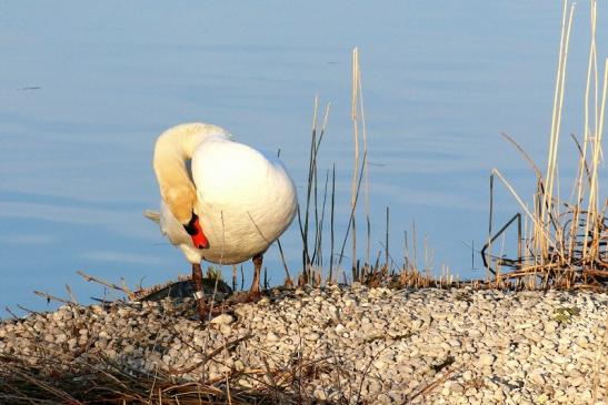 Höckerschwan NSG See am Goldberg März 2021