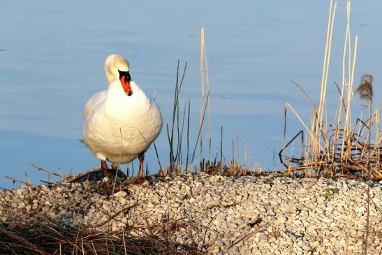 Höckerschwan NSG See am Goldberg März 2021