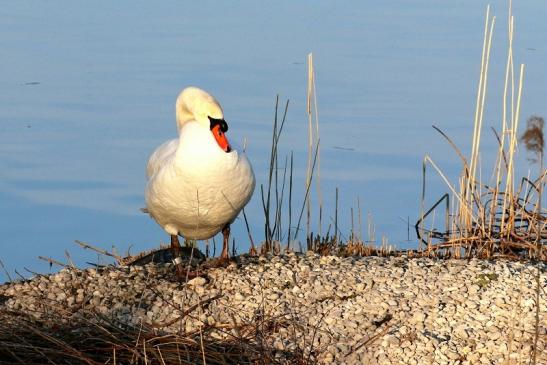 Höckerschwan NSG See am Goldberg März 2021