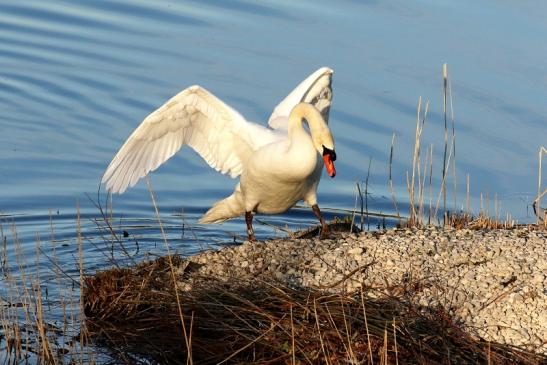 Höckerschwan NSG See am Goldberg März 2021