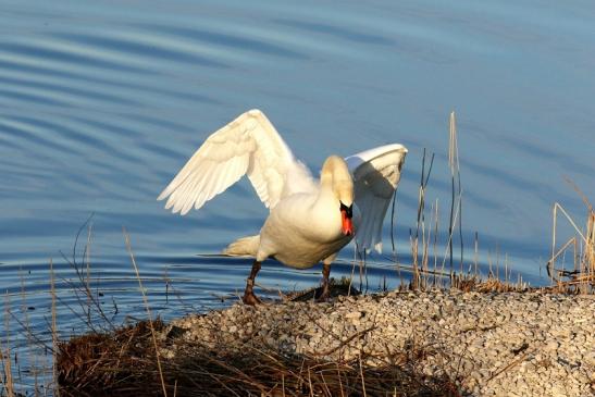 Höckerschwan NSG See am Goldberg März 2021