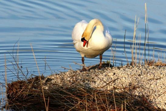 Höckerschwan NSG See am Goldberg März 2021