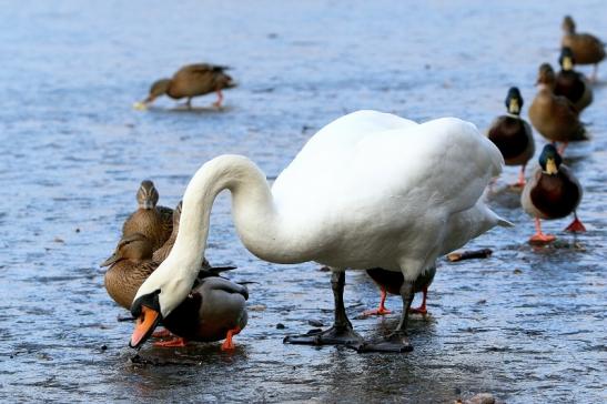 Höckerschwan Stockente Mönchbruchweiher Winter NSG Mönchbruch 2017