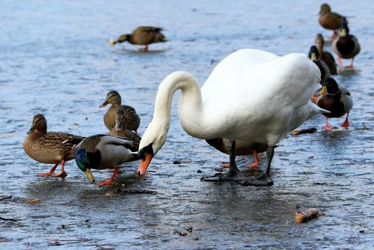 Höckerschwan Stockente Mönchbruchweiher Winter NSG Mönchbruch 2017