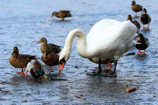 Höckerschwan Stockente Mönchbruchweiher Winter NSG Mönchbruch 2017