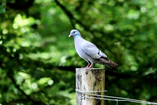 Hohltaube Wildpark Alte Fasanerie Klein Auheim 2018