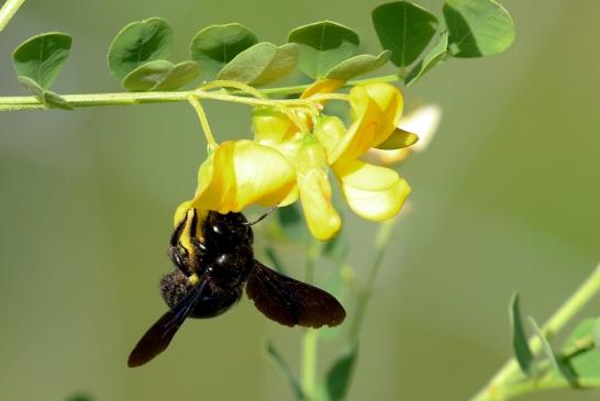 Holzbiene sehr selten! Wildpark Alte Fasanerie Klein Auheim 2019