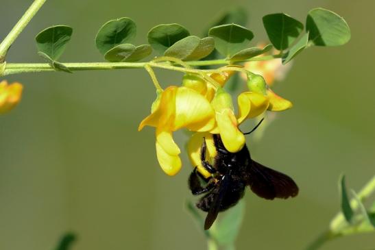 Holzbiene Wildpark Alte Fasanerie Klein Auheim 2019