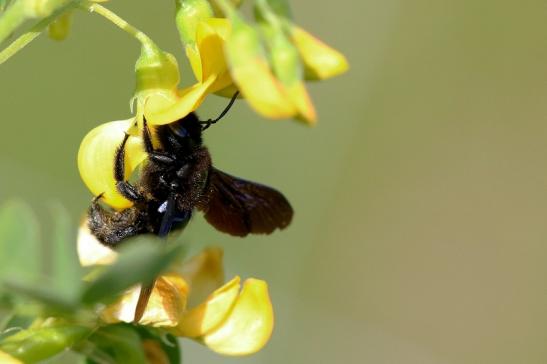 Holzbiene sehr selten! Wildpark Alte Fasanerie Klein Auheim 2019