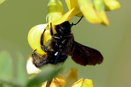 Holzbiene sehr selten! Wildpark Alte Fasanerie Klein Auheim 2019