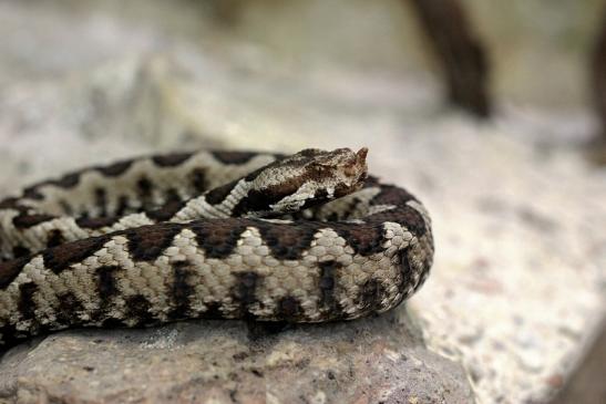 Hornviper Sandotter Exotarium Zoo Frankfurt am Main 2014