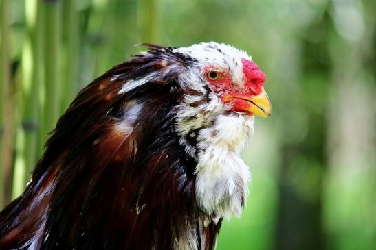 Huhn Wildpark Alte Fasanerie Klein Auheim 2016