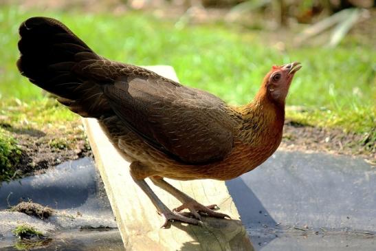 Huhn verschiedene Rassen Wildpark Alte Fasanerie Klein Auheim 2016