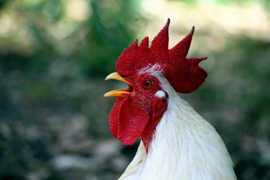 Huhn verschiedene Rassen Wildpark Alte Fasanerie Klein Auheim 2016