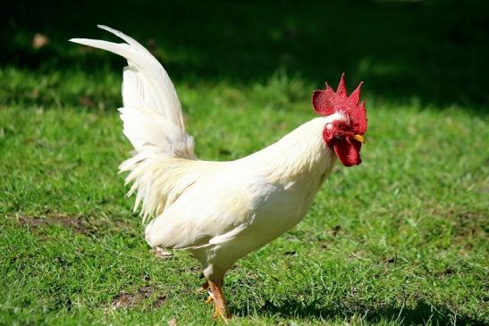 Huhn verschiedene Rassen Wildpark Alte Fasanerie Klein Auheim 2016