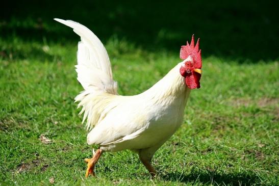 Huhn verschiedene Rassen Wildpark Alte Fasanerie Klein Auheim 2016