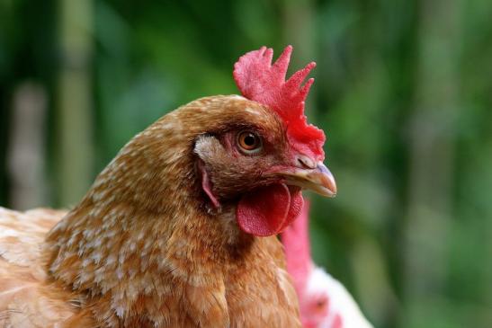 Huhn Wildpark Alte Fasanerie Klein Auheim 2017