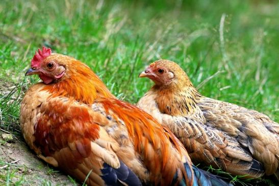 Huhn verschiedene Rassen Wildpark Alte Fasanerie Klein Auheim 2017