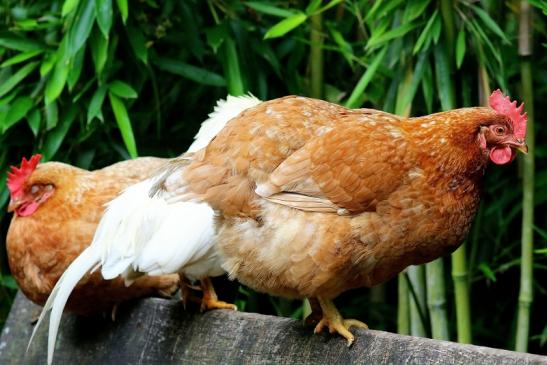 Huhn Wildpark Alte Fasanerie Klein Auheim 2017