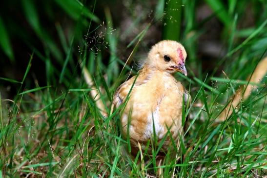 Huhn Wildpark Alte Fasanerie Klein Auheim 2017