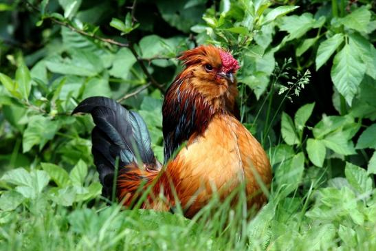 Huhn Zuchtrasse Zoo Vivarium Darmstadt 2017