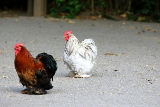 Orloff Huhn Alte Zuchtrasse Zoo Vivarium Darmstadt 2019