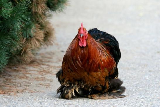 Orloff Huhn Alte Zuchtrasse Zoo Vivarium Darmstadt 2019