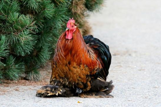 Orloff Huhn Zuchtvariante Zoo Vivarium Darmstadt 2019