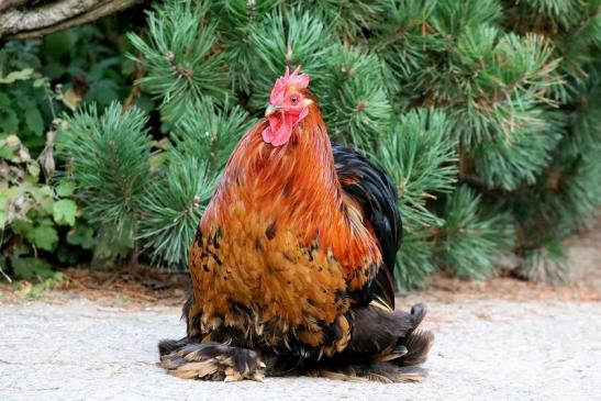 Orloff Huhn Zuchtrasse Zoo Vivarium Darmstadt 2019