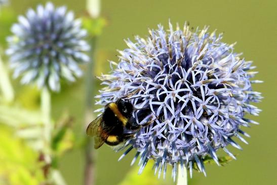 Ackerhummel Bingenheimer Ried Wetterau 2016