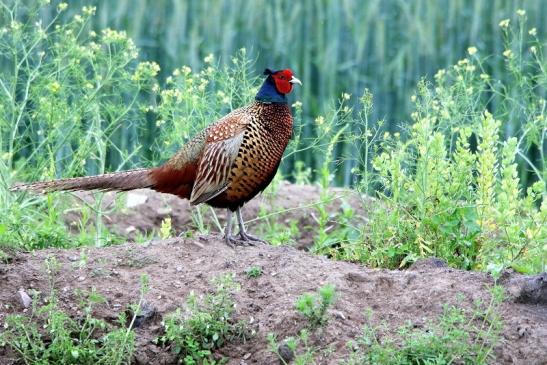 Jagdfasan Männchen Scheunengelände Im Zwerggewann Heusenstamm 2016