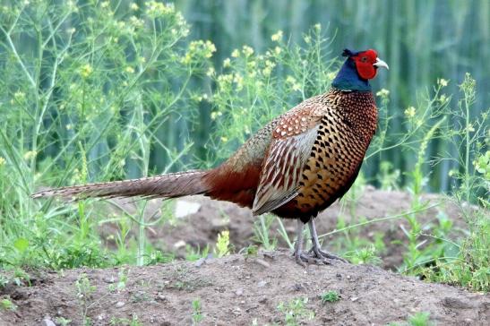 Jagdfasan Männchen Scheunengelände Im Zwerggewann Heusenstamm 2016